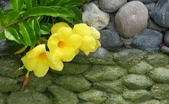 jamaican_flowers_8