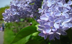 jamaican_flowers_lilacs