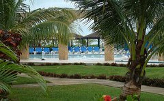 starfish_trelawny_jamaica_coconut_trees