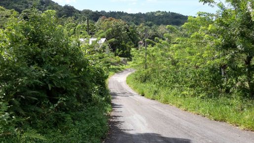 barneyside jamaica