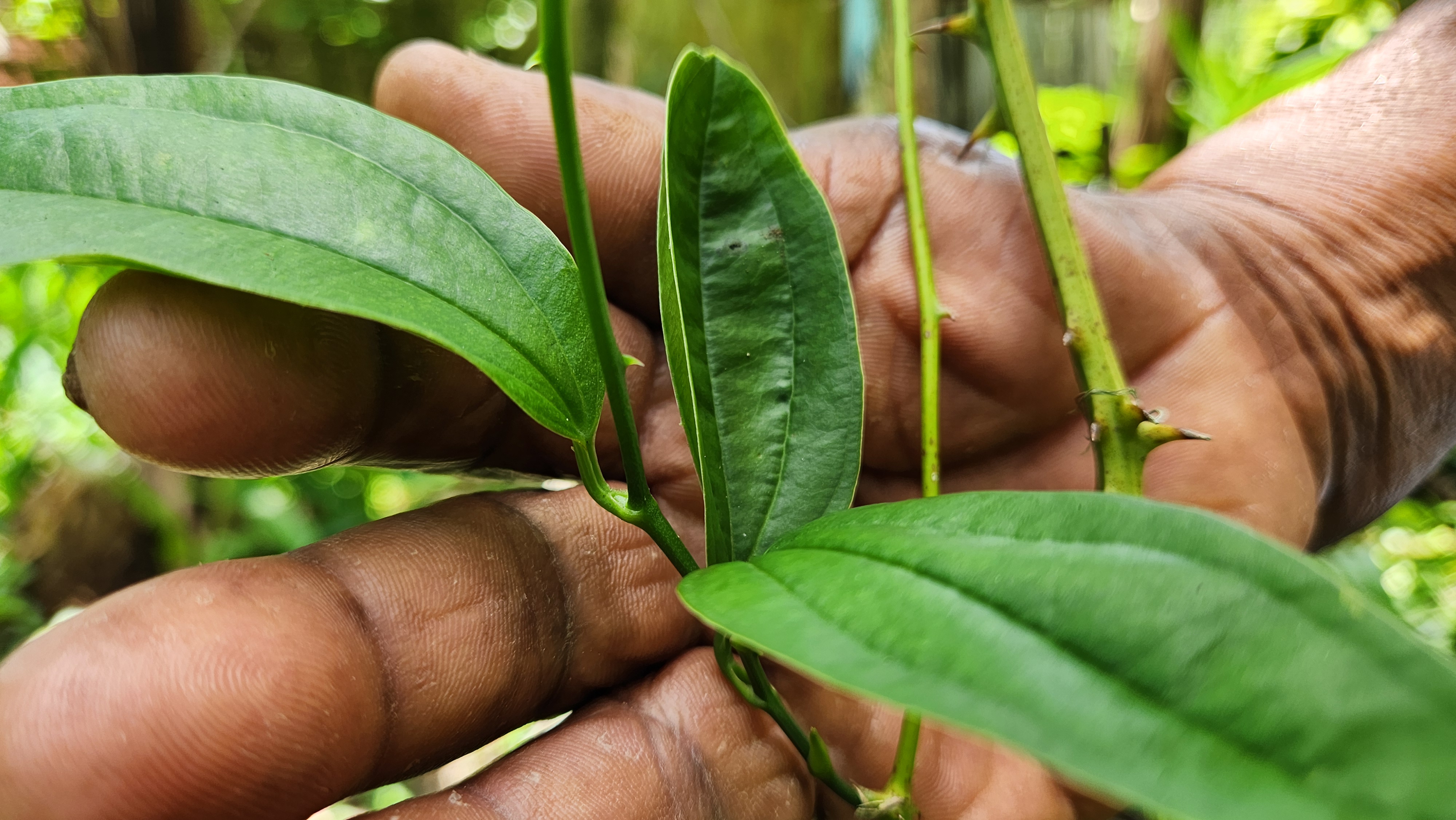 JAMAICAN_SARSAPARILLA_LEAF