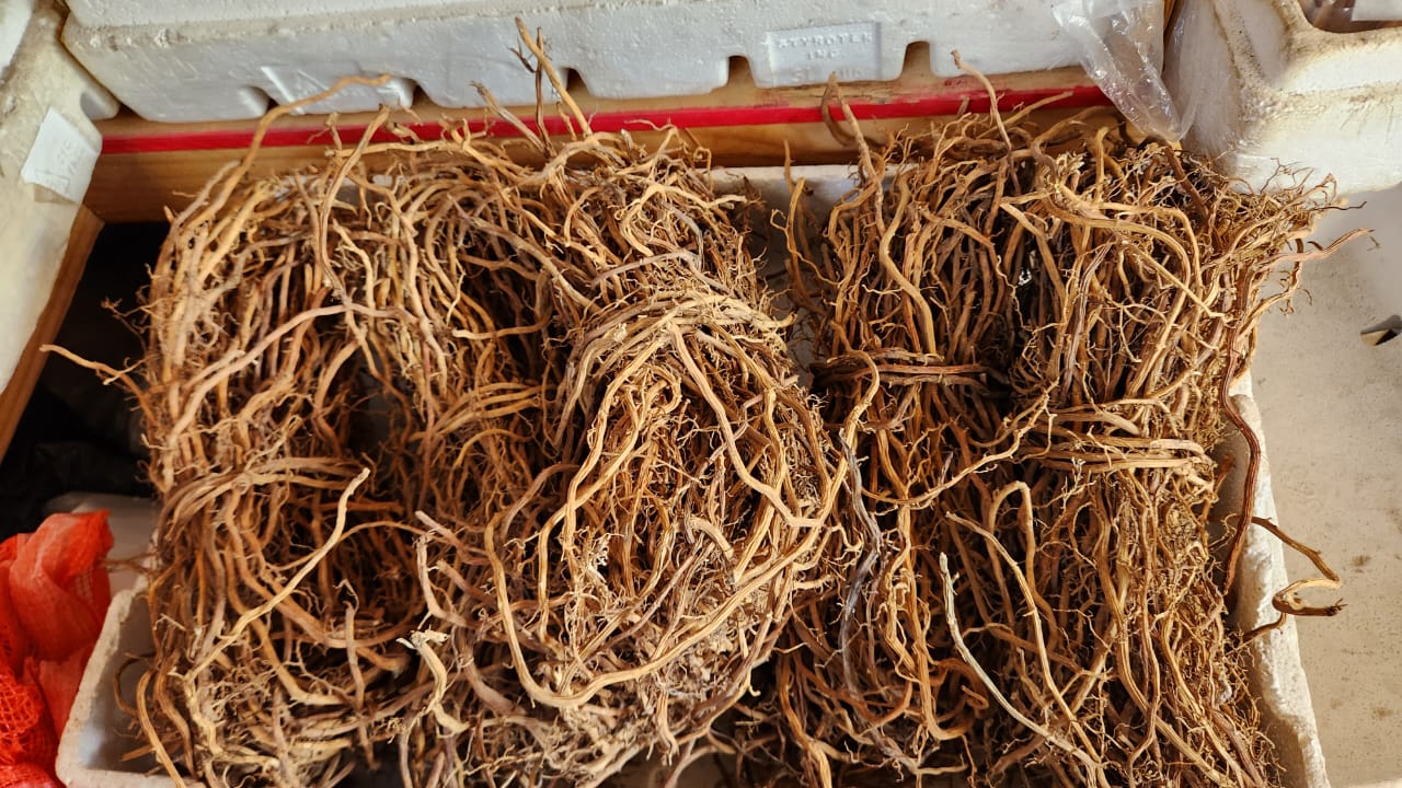 JAMAICAN_sarsaparilla_in_box JAMAICAN_sarsaparilla_in_box