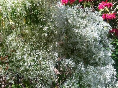 Christmas Tree - Jamaica