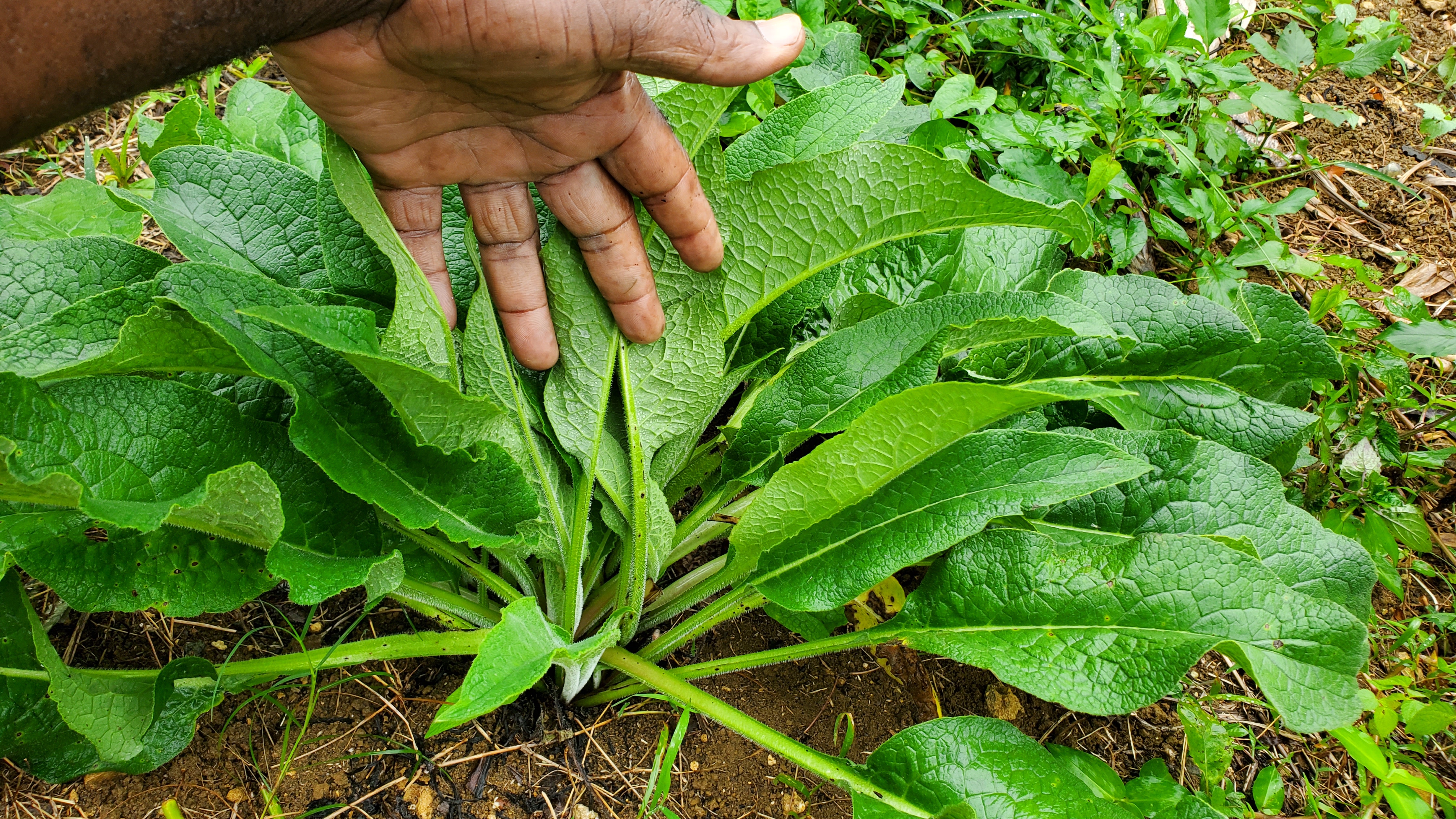 Jamaican_comfrey