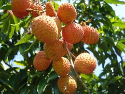 Lychee Season In Jamaica