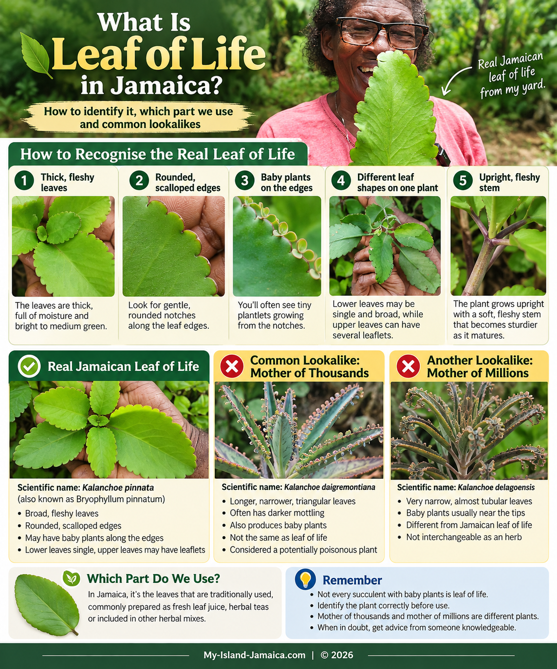 Leaf_Of_Life_In_Jamaica_Guide_Infographic