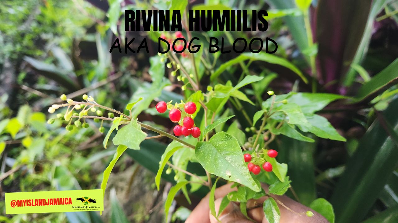 jamaican_dog_blood_bush