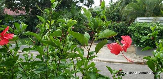 Sandals_MontegoBay_hibiscus