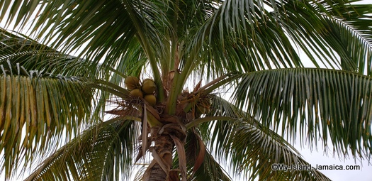 Sandals_MontegoBay_jamaica_coconut_tree
