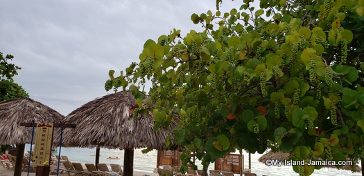 Sandals_MontegoBay_seagrapes