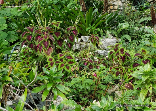 Sweet_allysum_activities_in_montego_bay_jamaica_ahhh_ras_natango