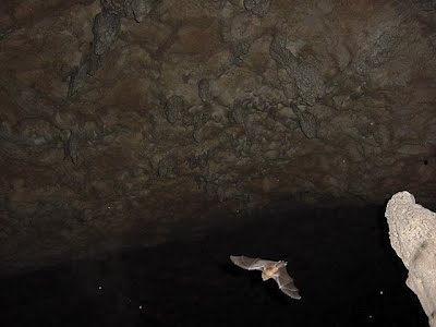 Windsor_caves_jamaica_barrett_adventures