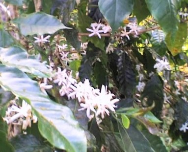 Jamaican Coffee flowers       