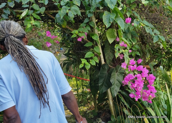 activities_in_montego_bay_jamaica_ahhh_ras_natango_Bougainvillea_flower_jamaica