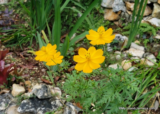 activities_in_montego_bay_jamaica_ahhh_ras_natango_Casmos