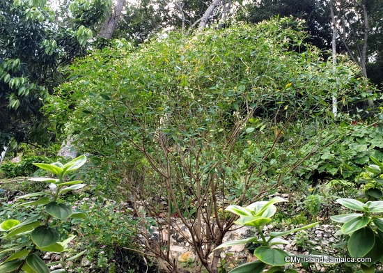 activities_in_montego_bay_jamaica_ahhh_ras_natango_Euphorbia_christmas_tree_flower