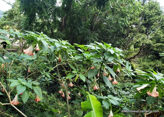 activities_in_montego_bay_jamaica_ahhh_ras_natango_angels_trumpet_flower