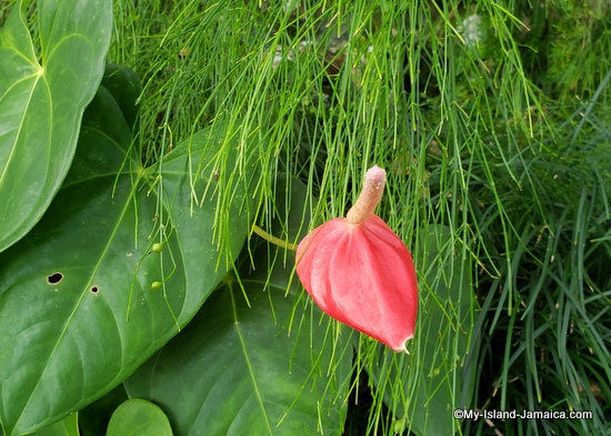 activities_in_montego_bay_jamaica_ahhh_ras_natango_anthurium_flower