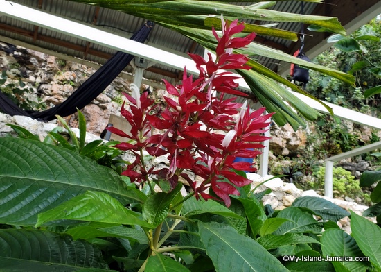 activities_in_montego_bay_jamaica_ahhh_ras_natango_brazalian_red_cloak