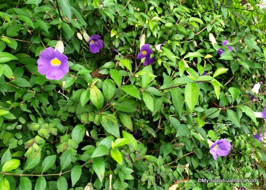 activities_in_montego_bay_jamaica_ahhh_ras_natango_canterbury_bells