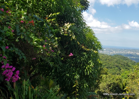 activities_in_montego_bay_jamaica_ahhh_ras_natango_city_views