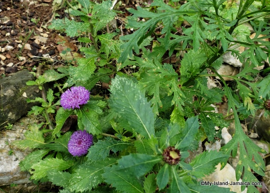 Bachelors Button Flower - Jamaica