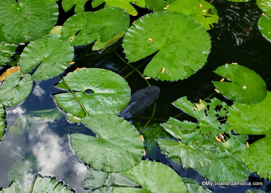 activities_in_montego_bay_jamaica_ahhh_ras_natango_japanese_coy_pond