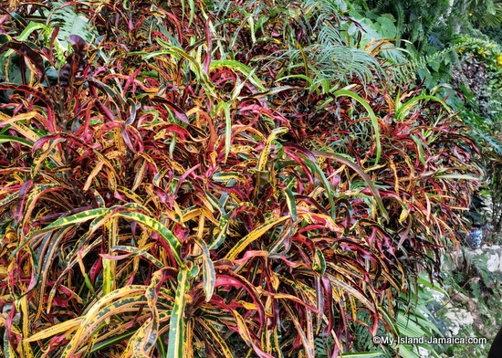 activities_in_montego_bay_jamaica_ahhh_ras_natango_rasta_croton_flower