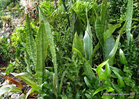 activities_in_montego_bay_jamaica_ahhh_ras_natango_snake_plant_flower