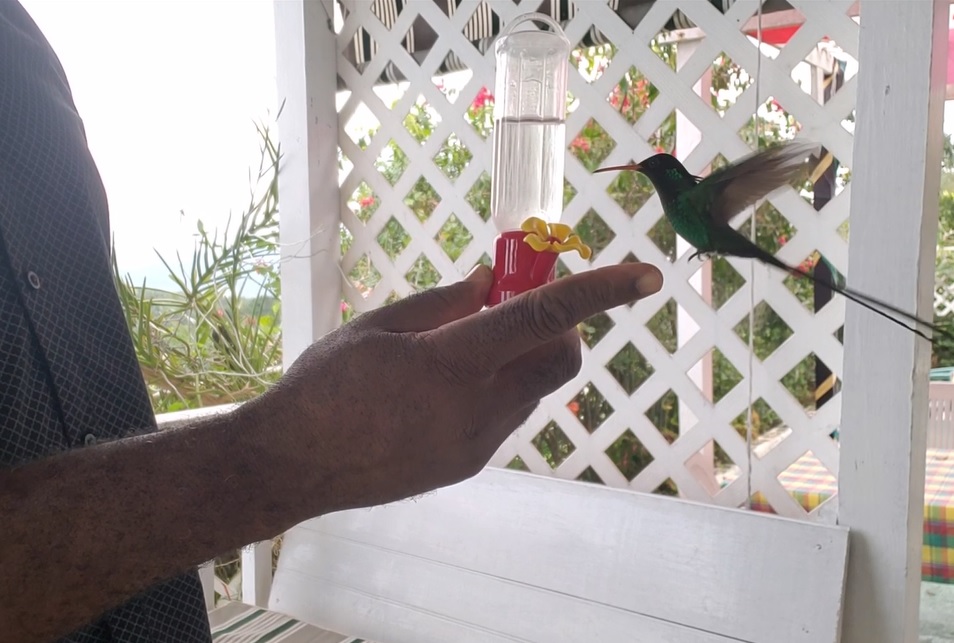 Feeding the Humming Bird