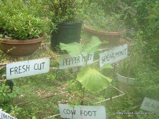 animal_farm_jamaican_teas