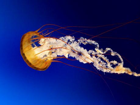 Are There Jellyfish In Jamaica | (Photo Credit: Jamaica Gleaner)