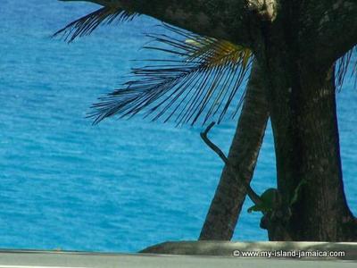 Buff Bay, Portland, Jamaica