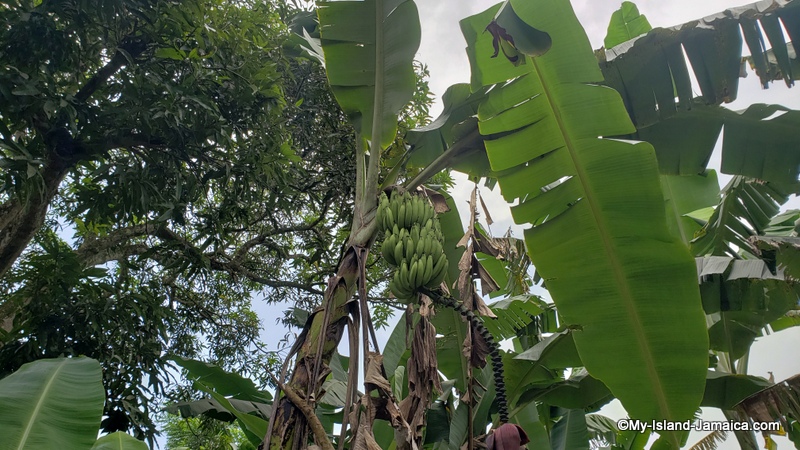 bamama_farming_in_jamaica