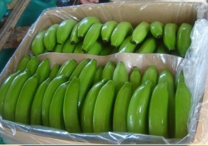 bananas_for_export_trade_board_gov bananas_for_export_trade_board_gov