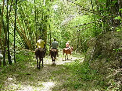 barrett_adventures_rhodes_hall_horseback_riding_jamaica
