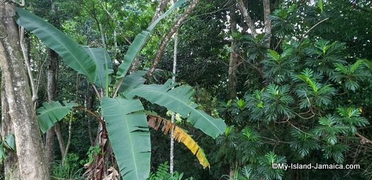 benta_falls_jamaica_banana