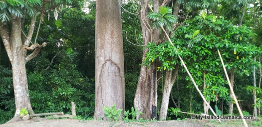 benta_river_falls_greenery