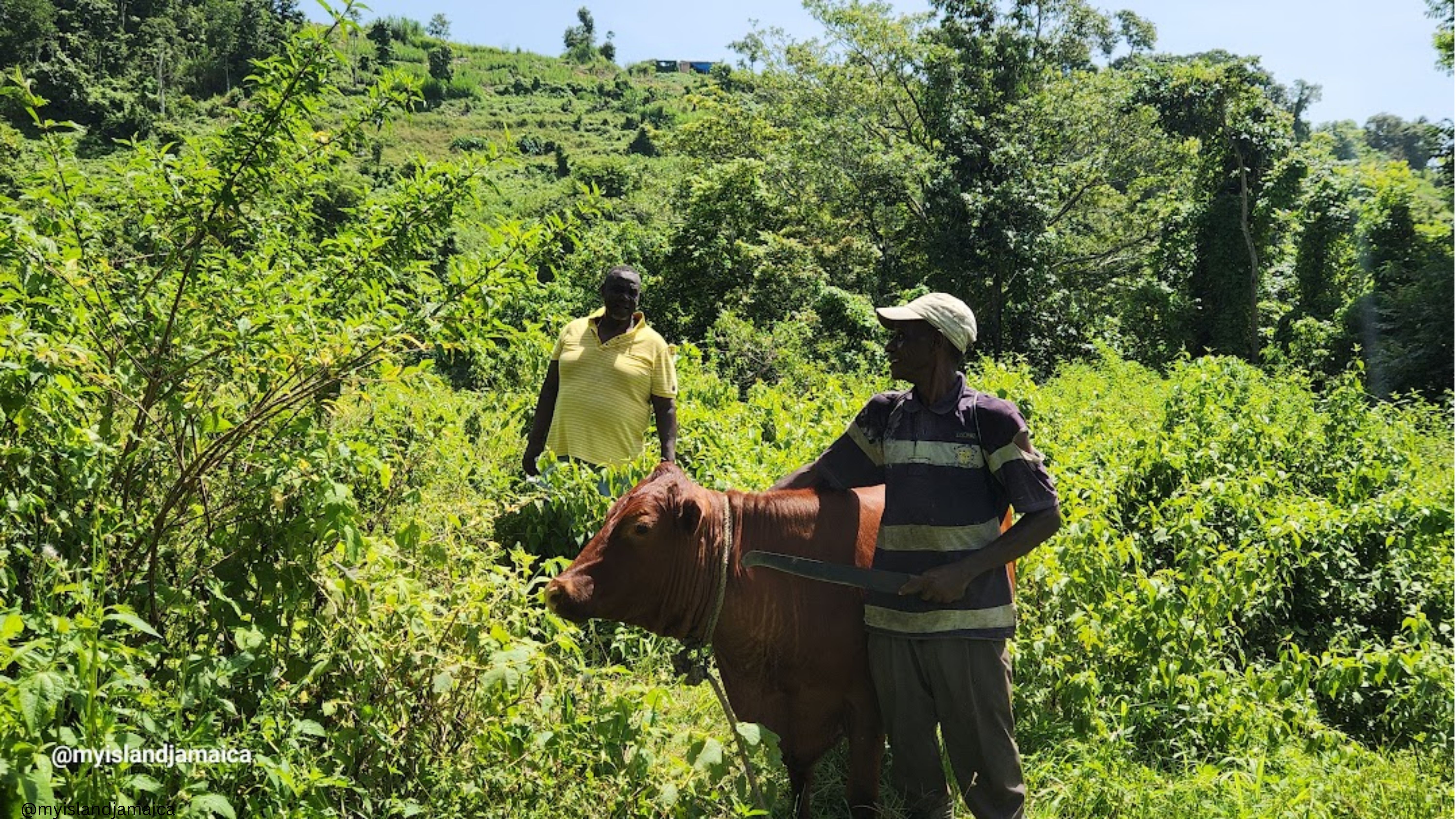 best_time_to_visit_jamaica_uncle_toney_cows