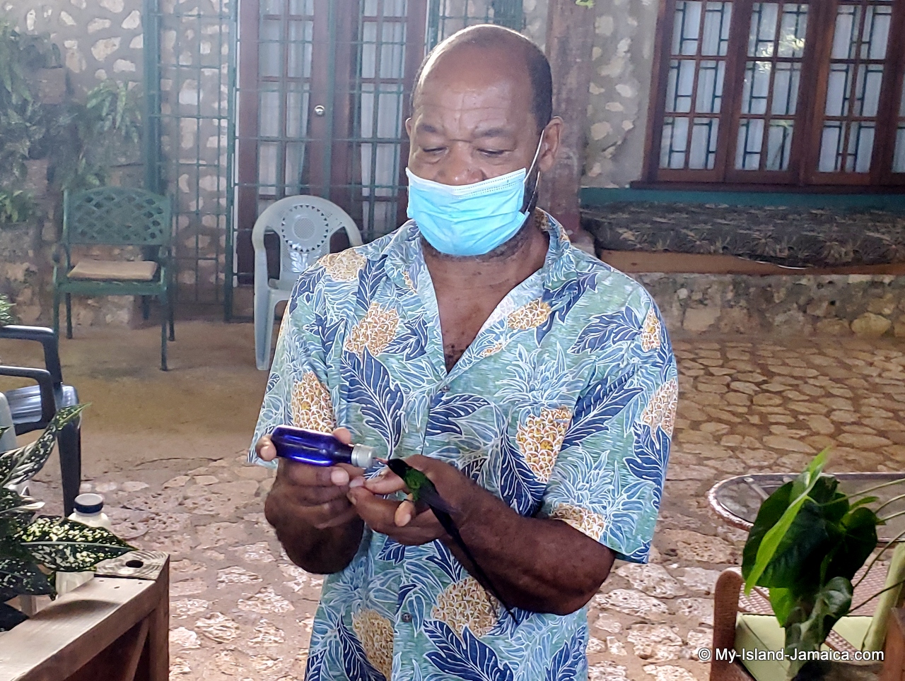 bird_feeding_in_jamaica_humming_bird