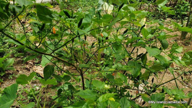 bird_pepper_farming_in_jamaica