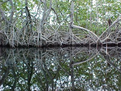 <b> <font color=red>Photo Contest Entry #1</font></b><br>Black River Reflection