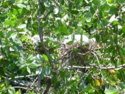 Egrets on nests on the Black River