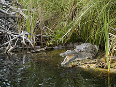 black_river_jamaica_crocodile