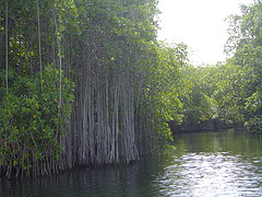 black_river_jamaica_mangroves