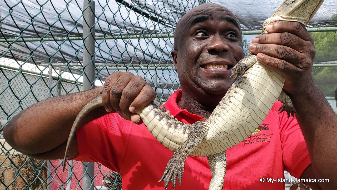 Holding Baby Crocodiles On The BlackRiver Safari Tour - Places To Visit In Jamaica