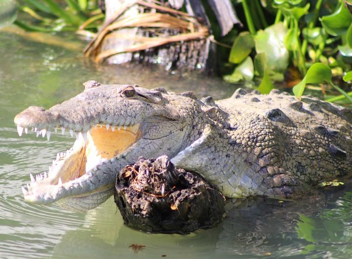 Black River Safari Tour | Crocodile with mouth open