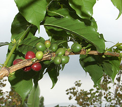jamaican-coffee-beans