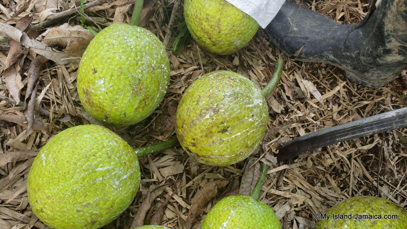 breadfruit_farm_in_jamaica breadfruit_farm_in_jamaica