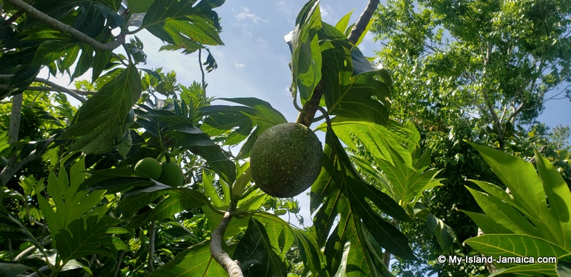 breadfruit_on_tree